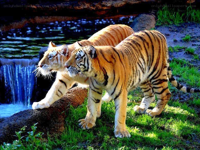 Two tigers near a waterfall