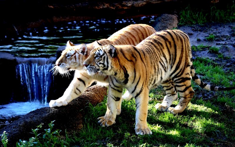 Two Tigers Near Waterfall