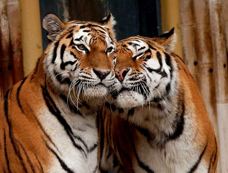 two tigers nuzzling