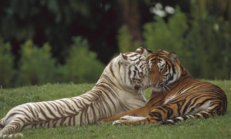 Two Tigers Nuzzling — Calm