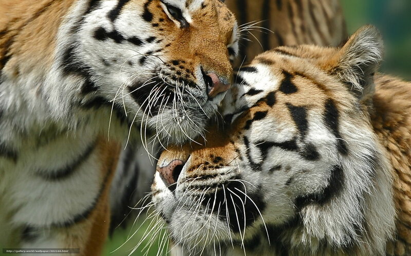 Two tigers nuzzling each other