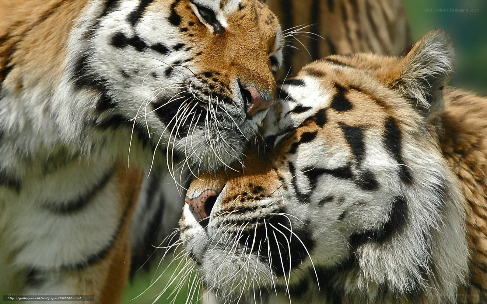 Two tigers nuzzling each other
