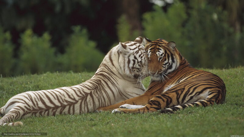 Two Tigers Nuzzling — Green, Calm, Afternoon, Photograph, Grass