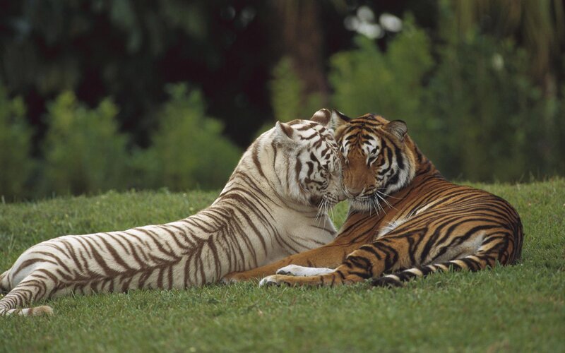 Two Tigers Nuzzling — Green, Calm, Afternoon, Photograph, Grass, Trees, Orange