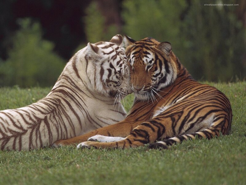 Two Tigers Nuzzling — Green, Calm, Afternoon, Photograph, Grass, Trees, Orange, White