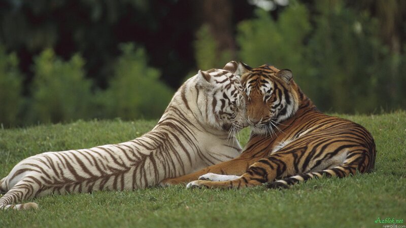 Two Tigers Nuzzling — Green, Calm, Afternoon, Photograph