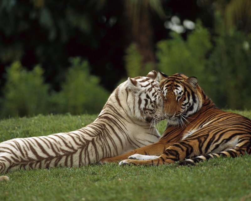 Two Tigers Nuzzling — Green, Calm, Afternoon