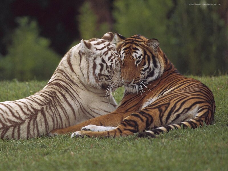 Two Tigers Nuzzling — Green, Peaceful