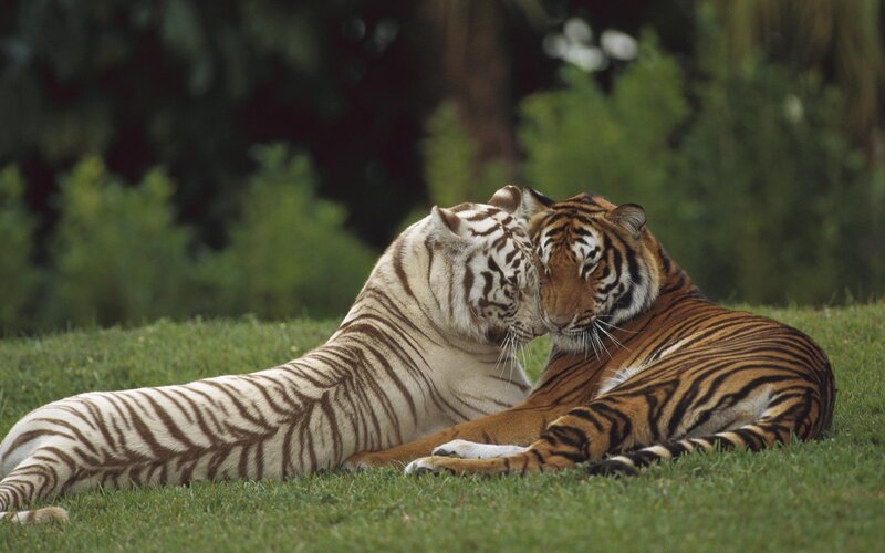 Two Tigers Nuzzling — Green