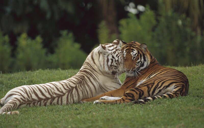 Two tigers nuzzling on grass