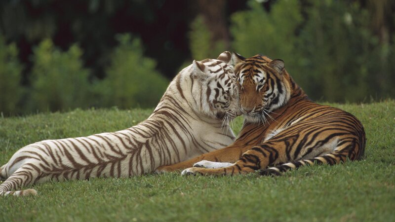 Two tigers nuzzling on grass