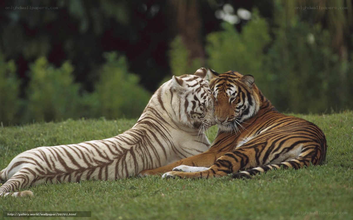 Two tigers nuzzling on grass