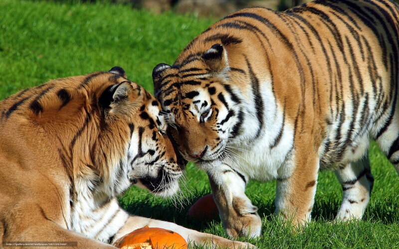 Two Tigers Nuzzling — Orange, Calm, Afternoon