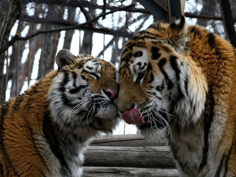 Two Tigers Nuzzling — Orange, Calm