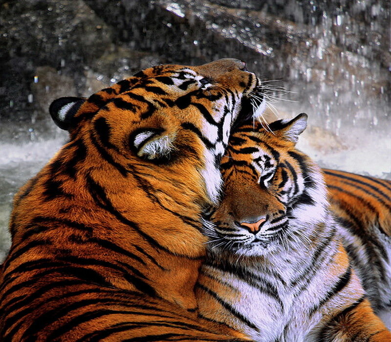 Two Tigers Nuzzling — Orange
