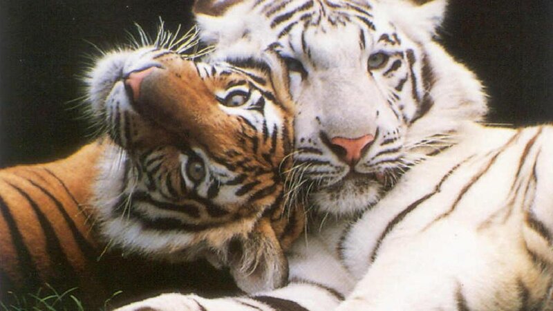 Two Tigers Nuzzling — White