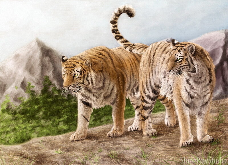 Two Tigers on a Hill