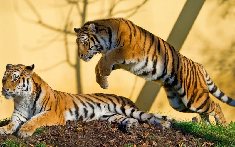 Two Tigers on a Mound