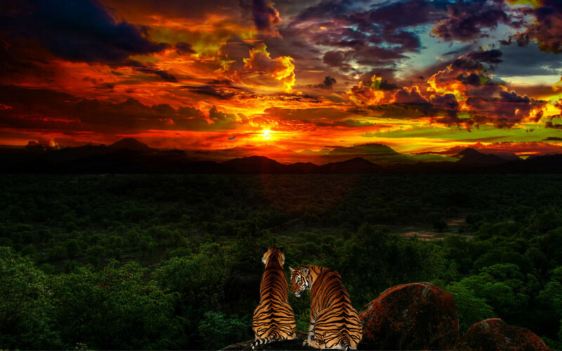 Two Tigers on a Rock — Orange, Dramatic