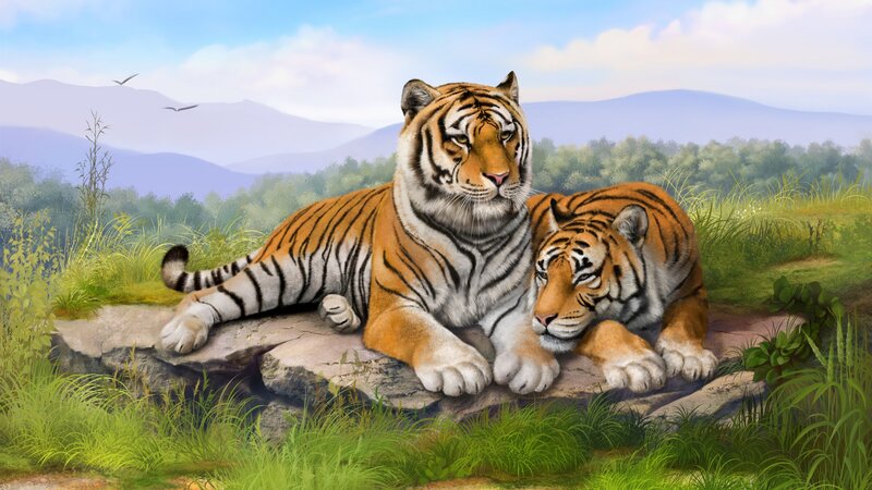 Two Tigers on a Rock — Orange, Serene