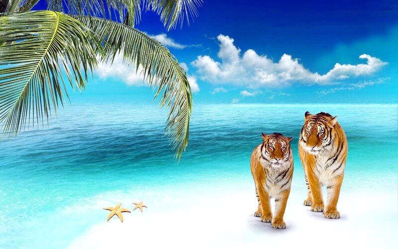 Two Tigers on Beach — Blue, Serene, Afternoon