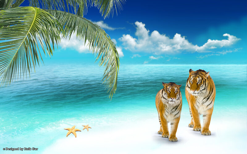 Two Tigers on Beach — Blue
