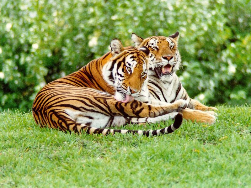 Two Tigers on Grass