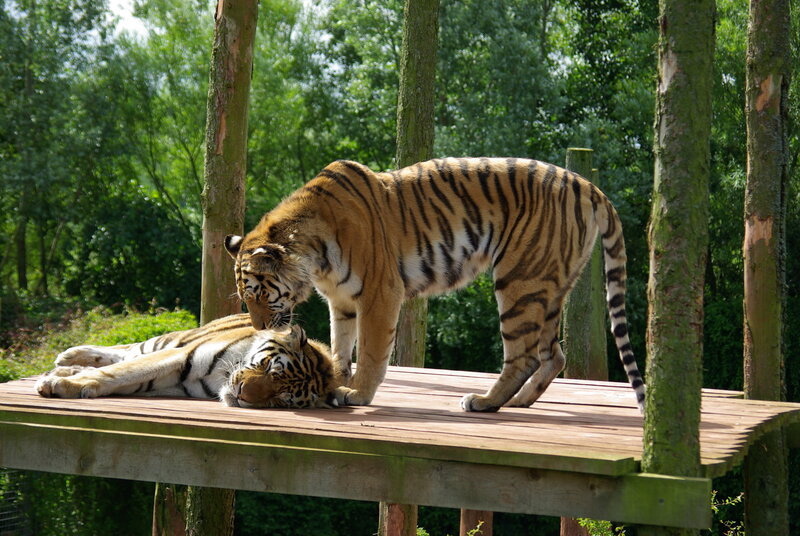 Two Tigers on Platform