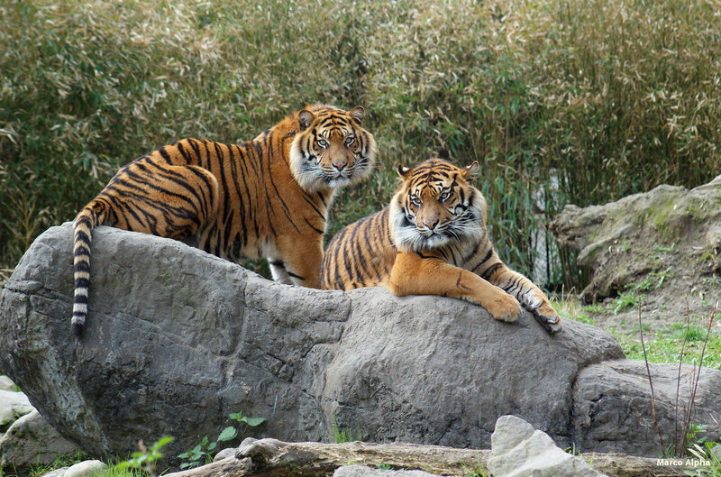 Two Tigers on Rock