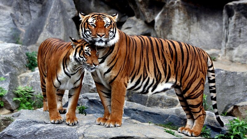 Two Tigers on Rocks