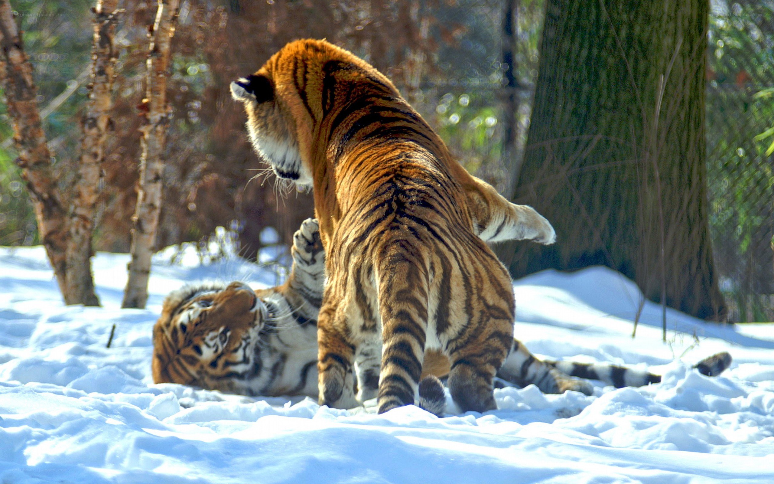 Two tigers playing in snow