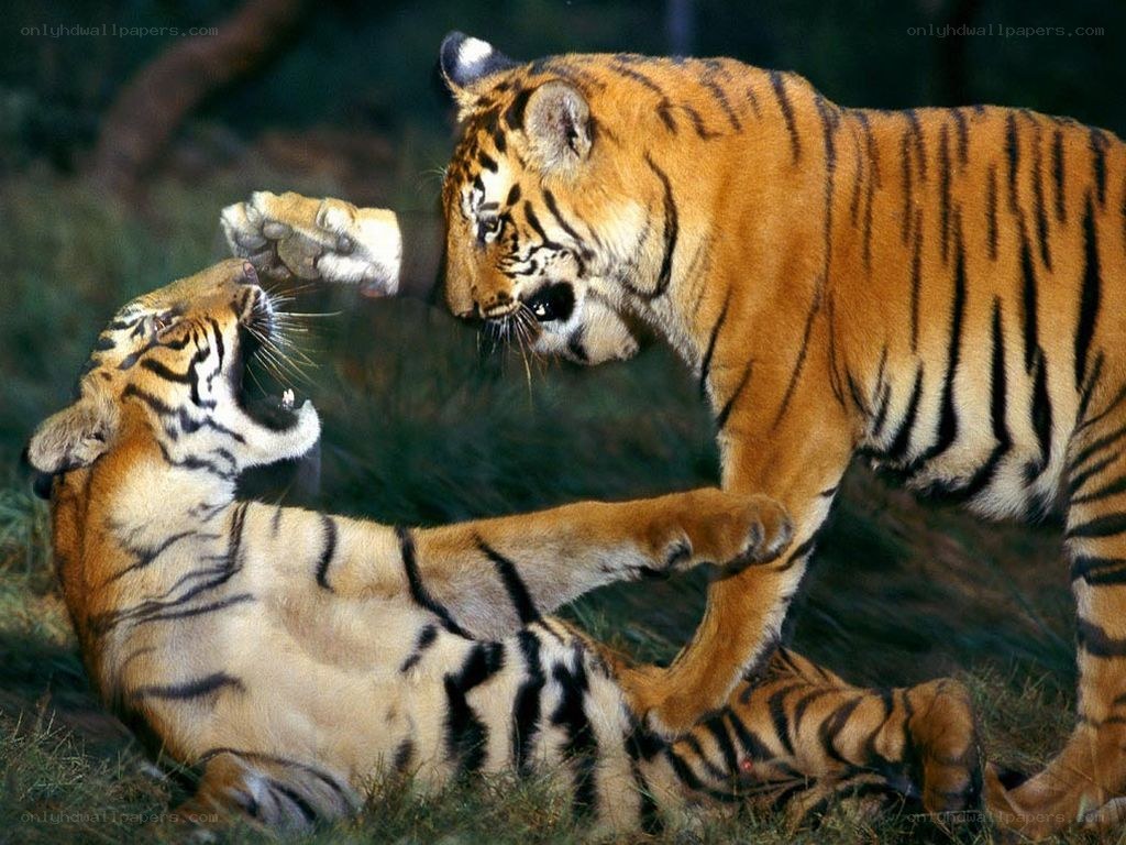Two tigers playing in the wild