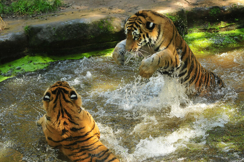 Two tigers playing in water