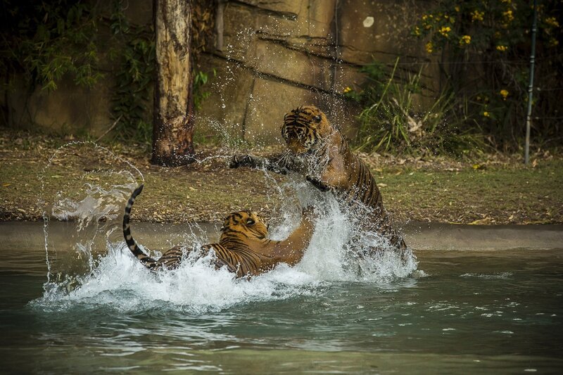 Two Tigers Playing in Water — Brown