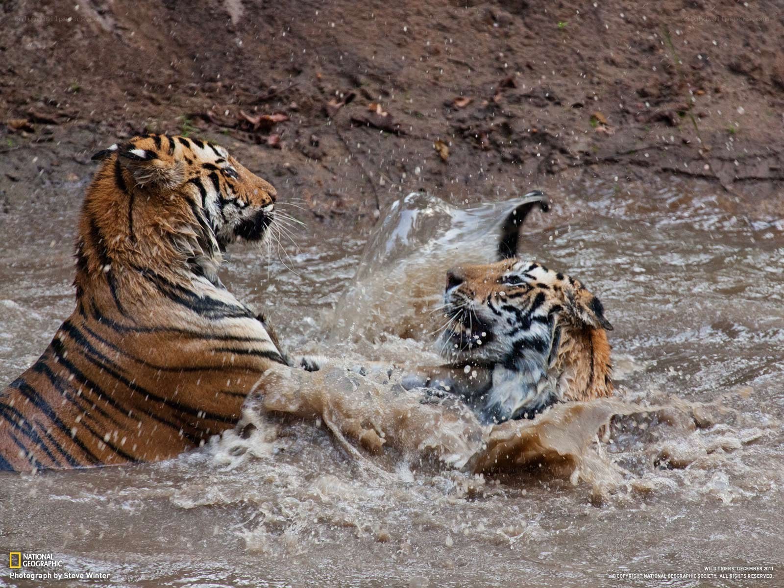 Two tigers playing in water