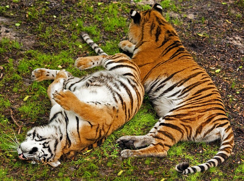 Two tigers playing on grass
