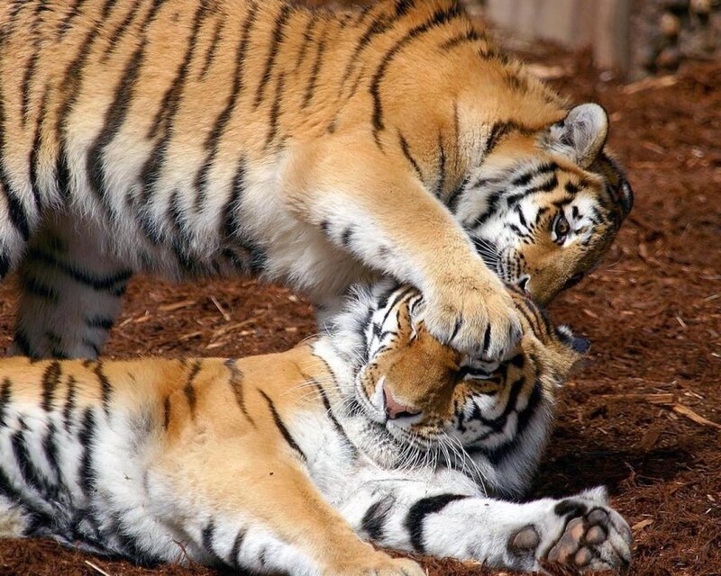 Two Tigers Playing — Orange, Playful, Afternoon