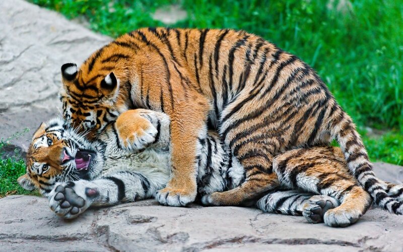 Two Tigers Playing — Orange, Playful, Photograph