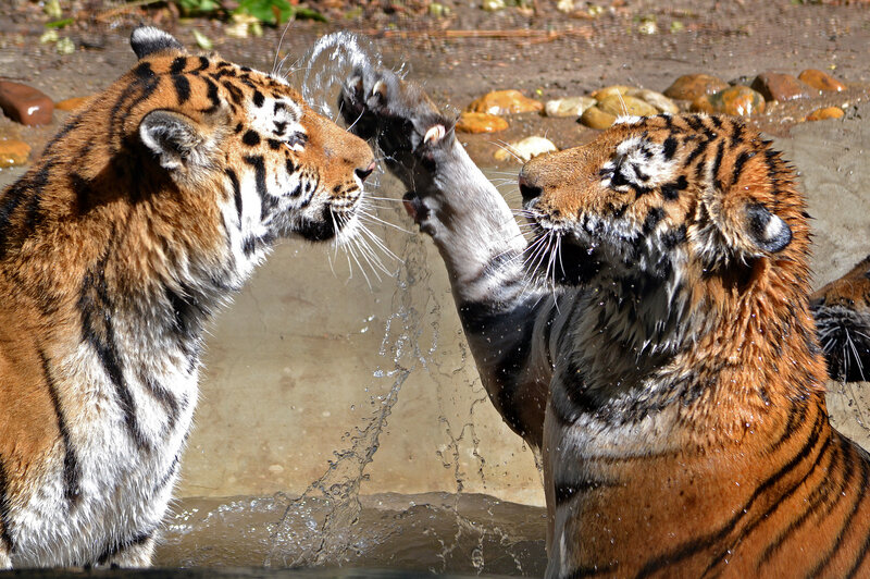 Two Tigers Playing — Orange, Playful