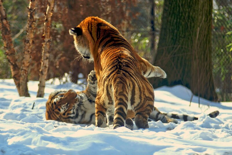 Two Tigers Playing — Orange