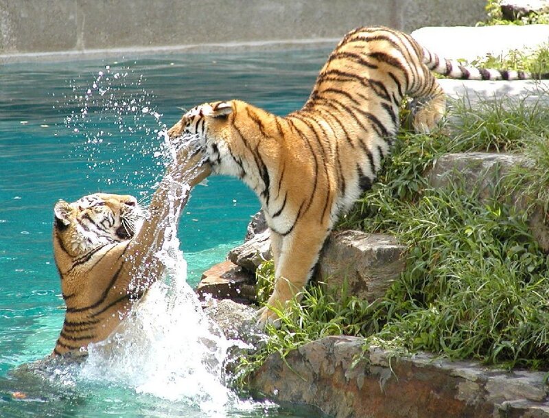 Two Tigers Playing