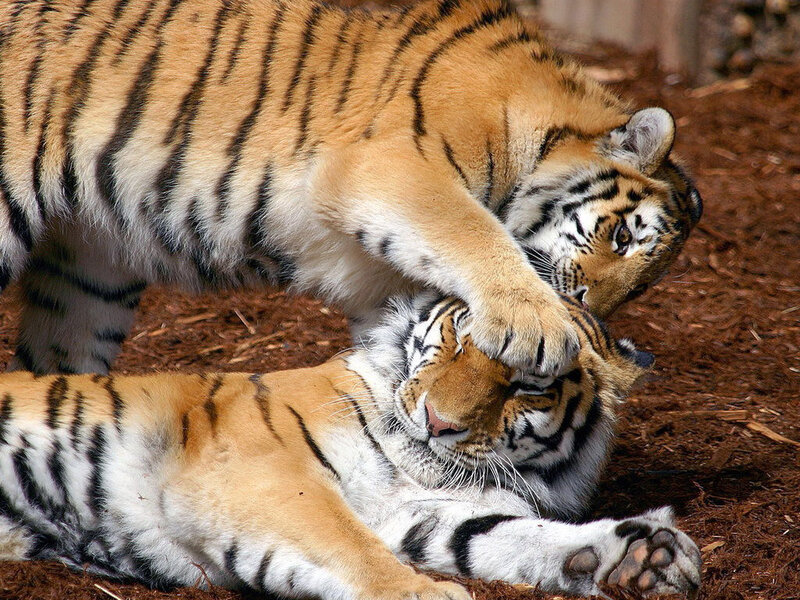 Two tigers playing together