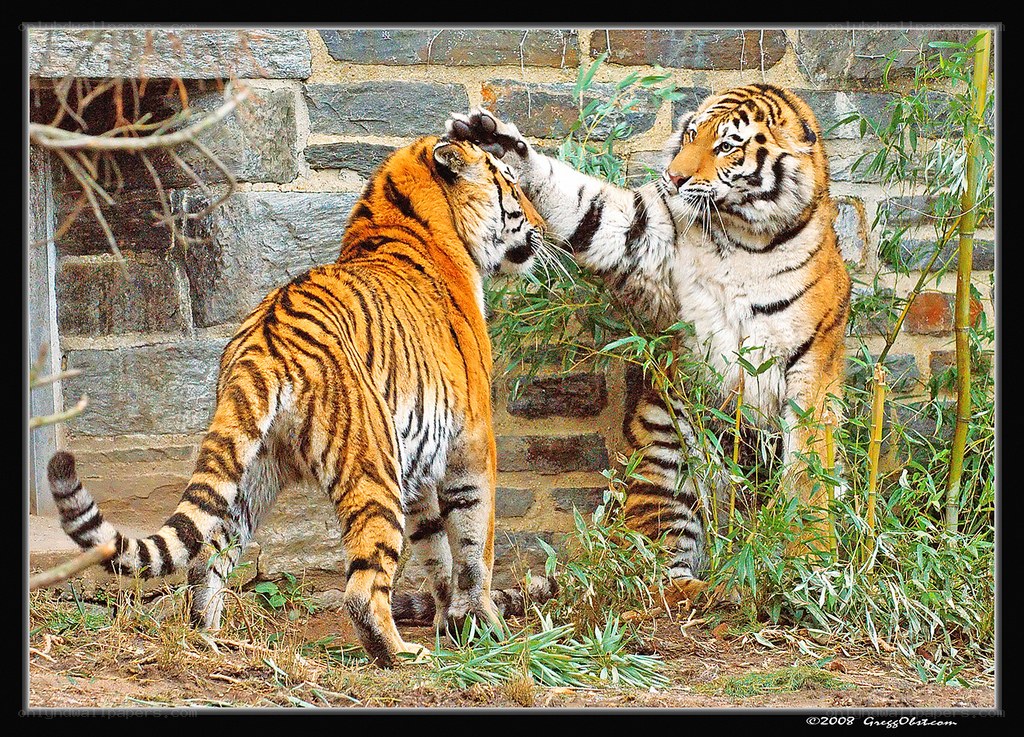Two tigers playing together
