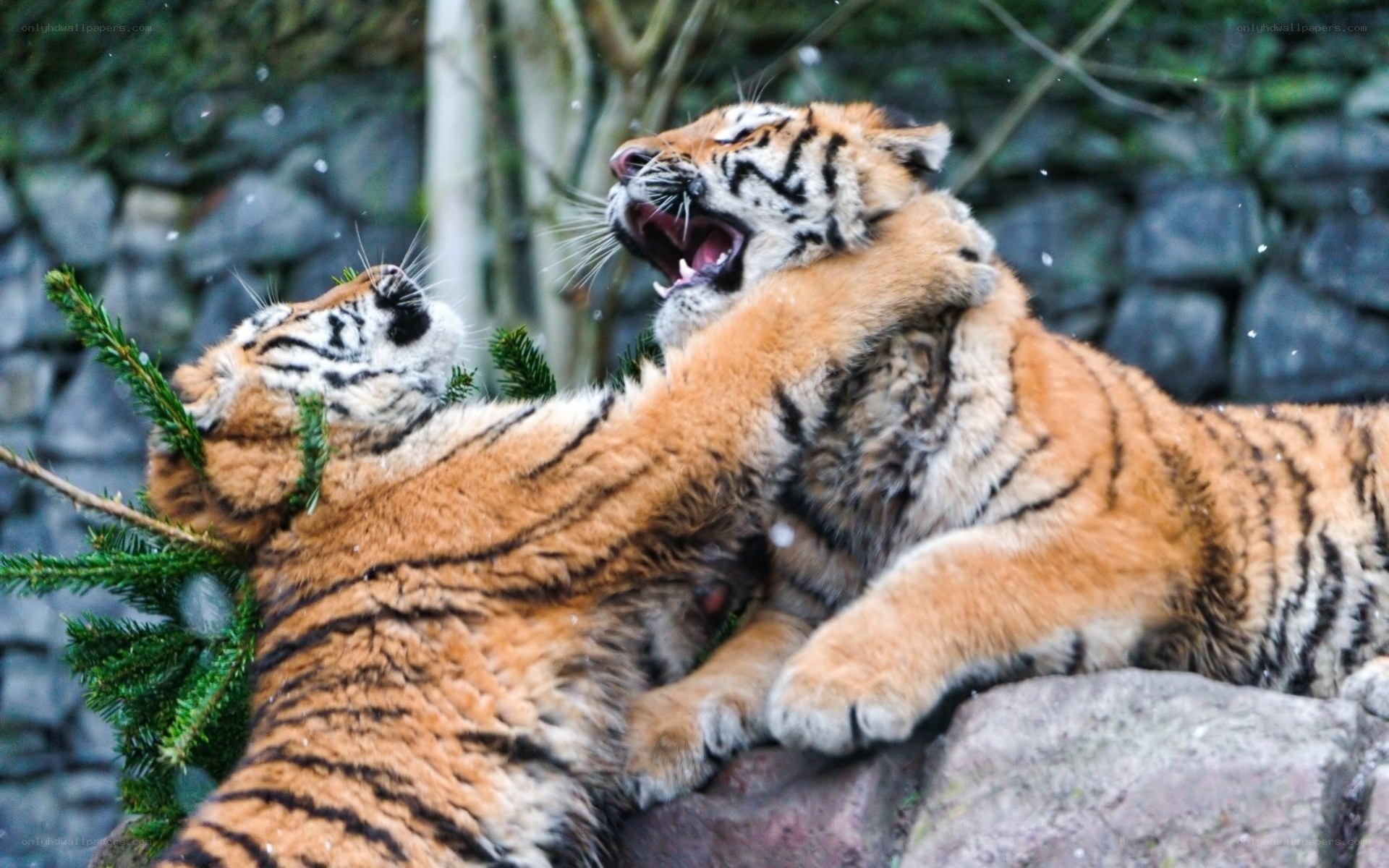 Two tigers playing together