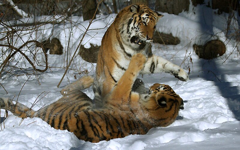 Two Tigers Playing — White