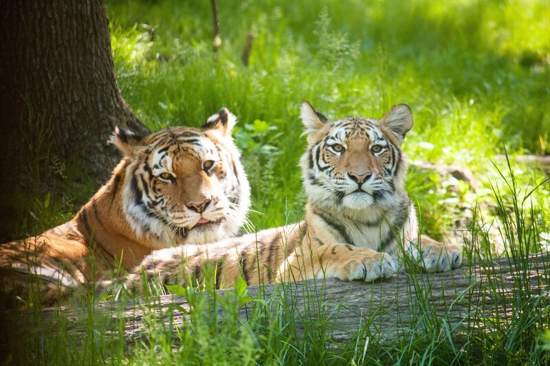 Two Tigers Resting — Green