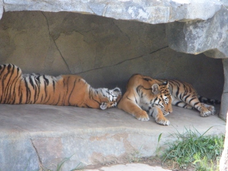 Two tigers resting in a den