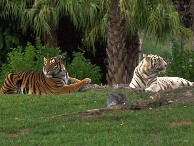 Two tigers resting in a park