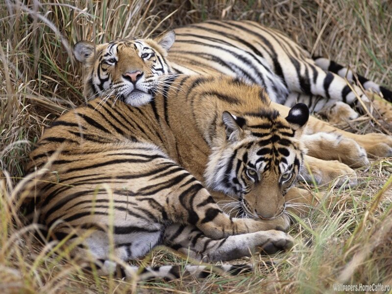 Two tigers resting in grass
