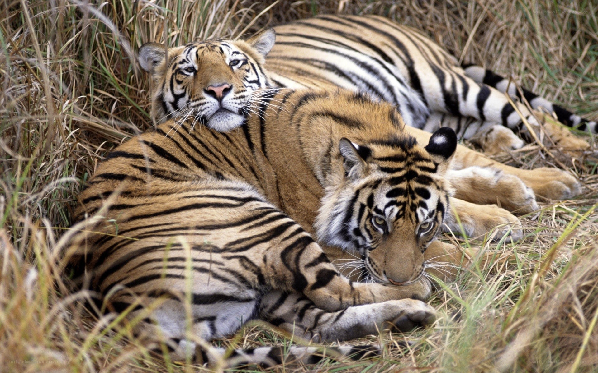 Two tigers resting in grass